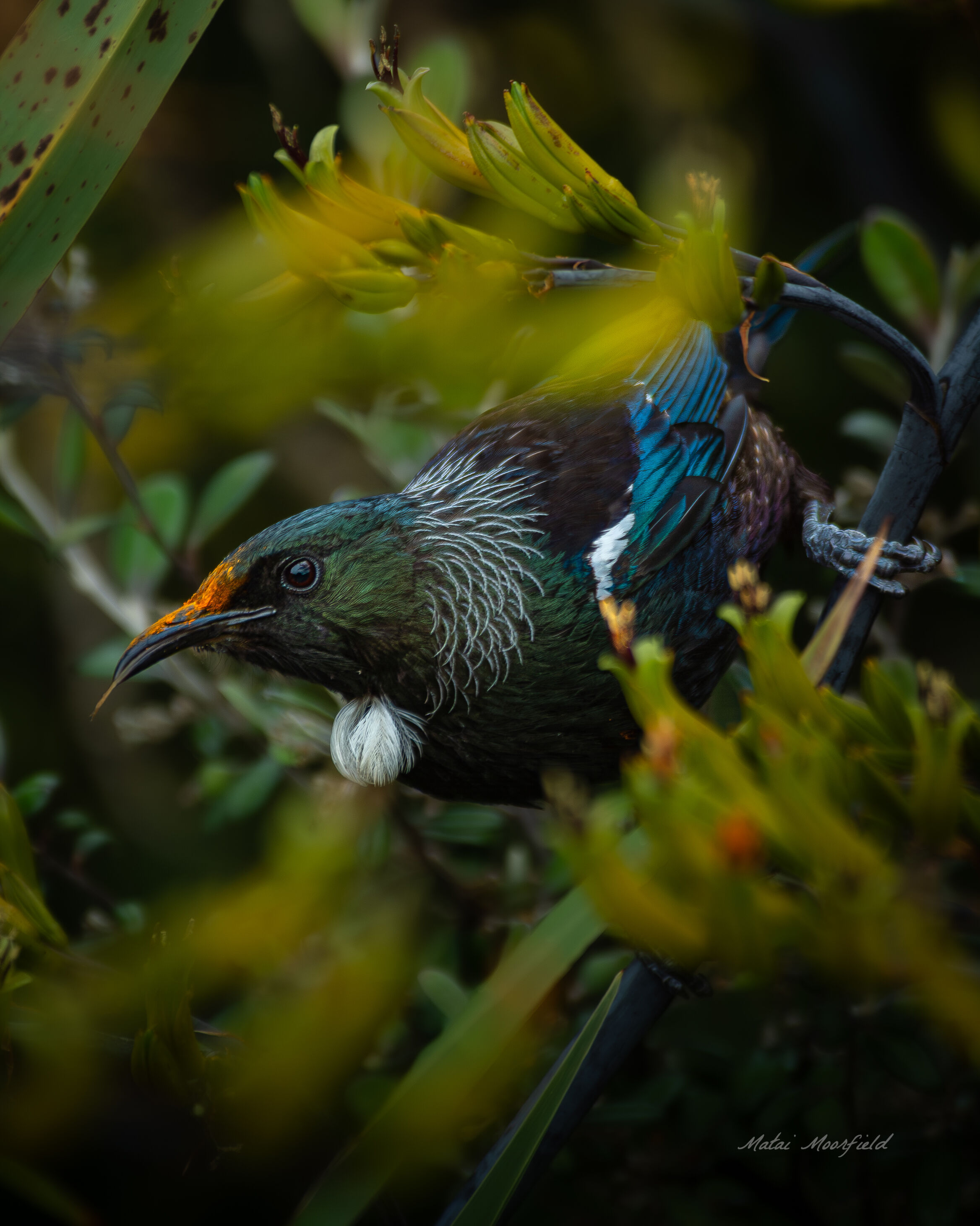 Native Tui bird eating nectar in a flax bush Native Tui bird eating nectar in a flax bush